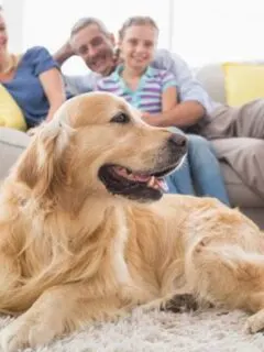 Should You Leave Your Dog Alone at Home