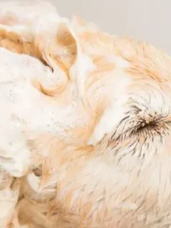 What are the Tricks of Choosing Sensitive Dog Shampoos
