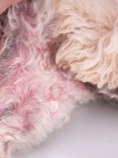 Common Dog Skin Problems: Causes, Treatments & Preventions