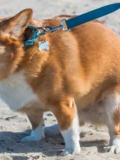 Dealing with Dog Diarrhea: 10 Causes + Treatments and Preventions