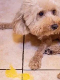 Everything You Need to Know About Parvo in Dogs (Vet Advice)