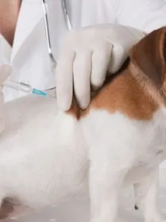 Rabies in Dogs: Symptoms & Prevention