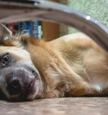 Vet's Guide to Seizures in Dogs: Causes, Symptoms & Treatment